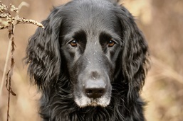 7 jhriger Flat Coates Retriever im herbstlichen Feld