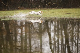 Terrier Mix rennt am Ufer mit wunderschner Spiegelung im Wasser