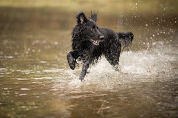 Flat Coated Retriever rennt mit Freude durchs Wasser