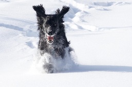 Flat Coated Retriever Rde rennt und springt mit wehenden Ohren durch eine tiefe Schneelandschaft