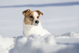 Terrier Mix Hndin schaut mit verschneiter Schnauze aus dem Tiefschnee