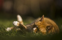 roter Kater im Garten, der die Frhlingssonne geniet