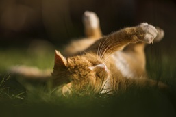 roter Kater im Garten, der die Frhlingssonne geniet