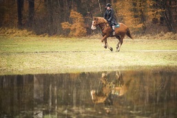 4 jhriger Freiberger Wallach im Galopp mit Spiegelbild in einer groen Pftze auf der Wiese