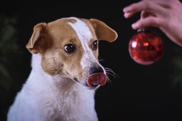 Ob man die vielleicht doch essen kann?
Terrier Mix Hndin mit Weihnachtsbaumkugel