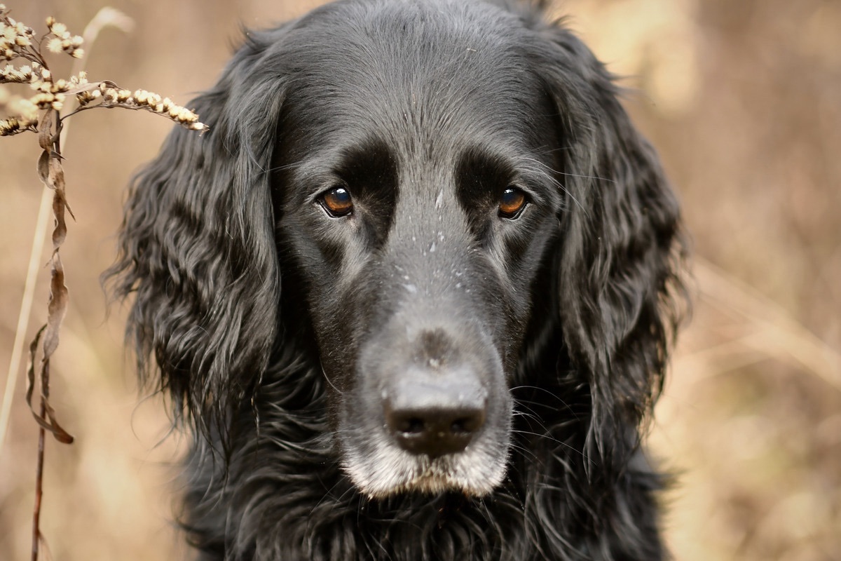 7 jhriger Flat Coates Retriever im herbstlichen Feld