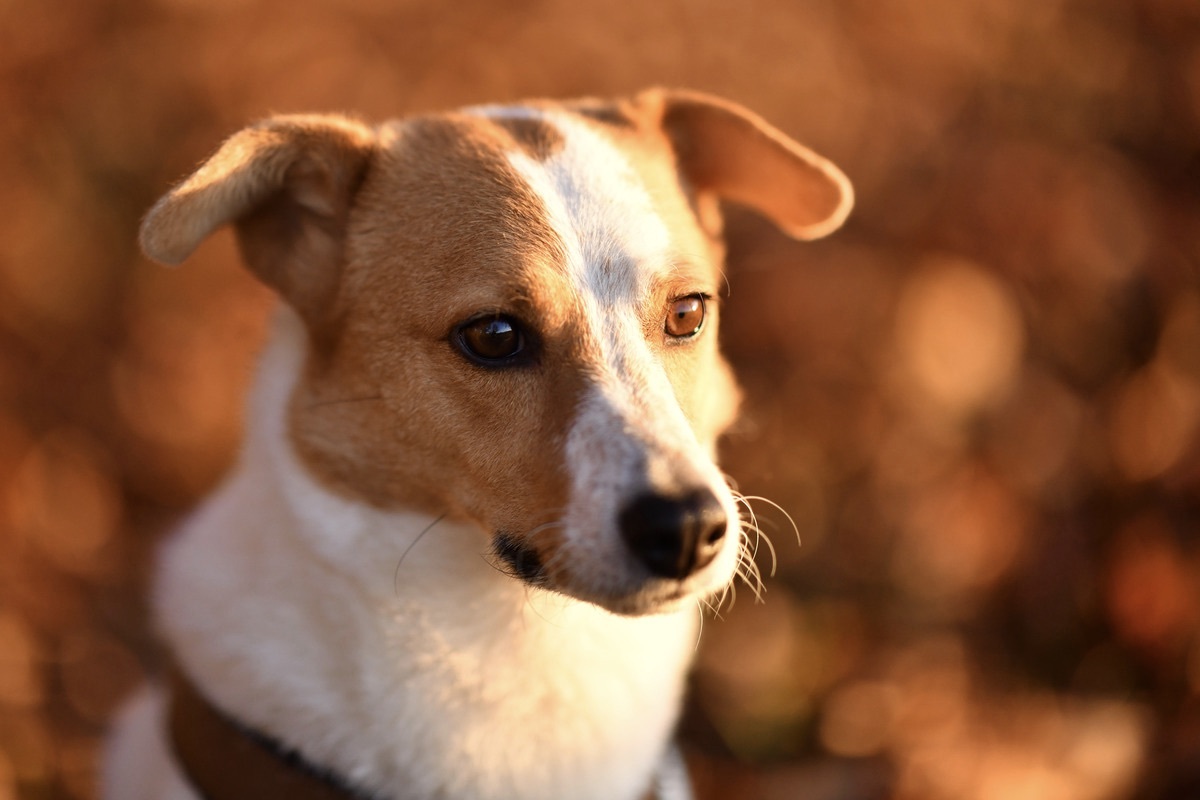 Portrait Terrier Mix Hndin