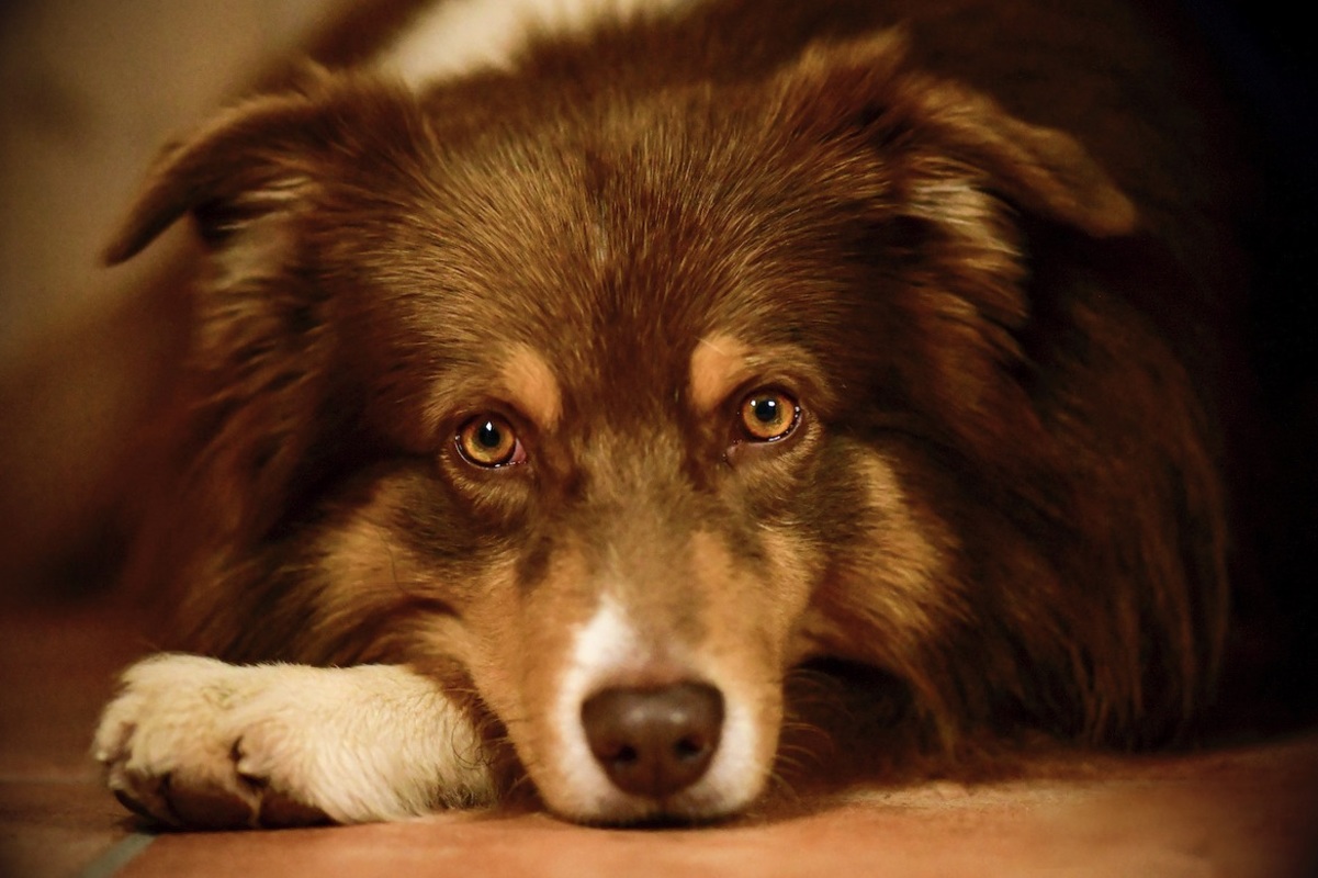 Portrait Australian Sheppard