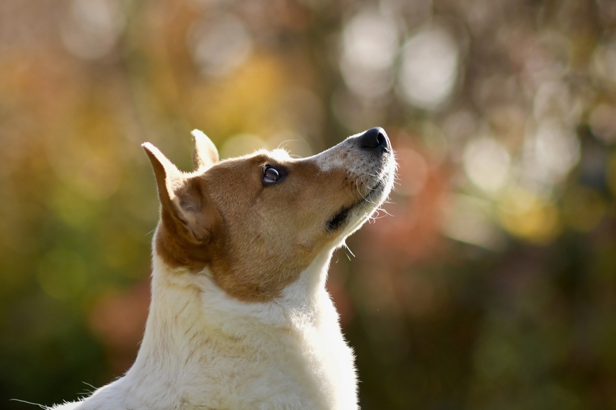 Terrier Mix Hndin mit gespitzten Ohren und voller Aufmerksamkeit im seitlichen Profil