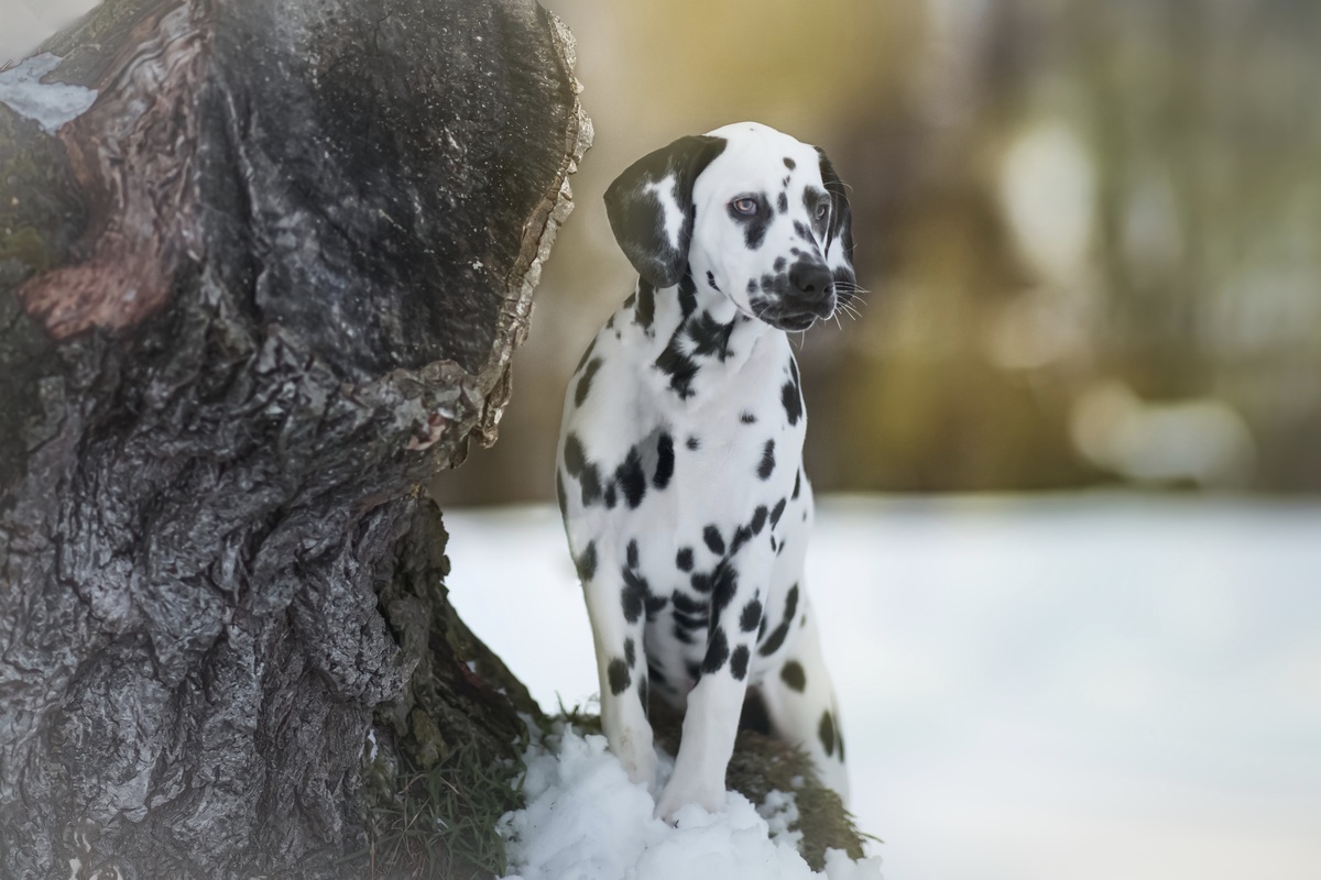 Dalmatiner Hndin Junghund vor einem Baum im Schnee