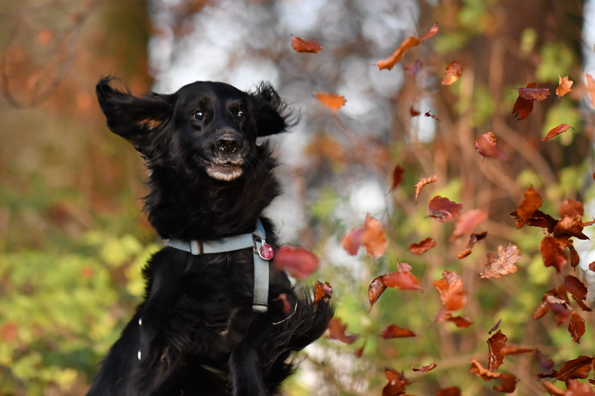 Flat Coated Retrieve Fngt beim Herbstshooting bunte Bltter