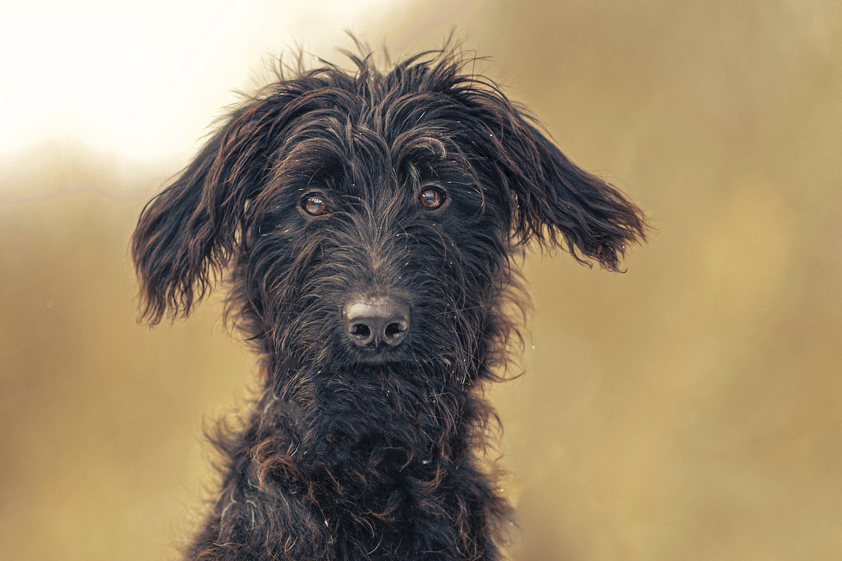 Portrait einer Schnauzer Pudel MixHndin, so witzig