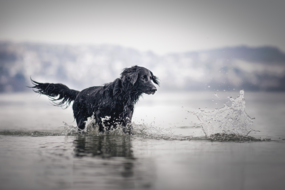 Flat Coated Retriever beim Spielen im Wasser im Bodensee in Dingelsdorf