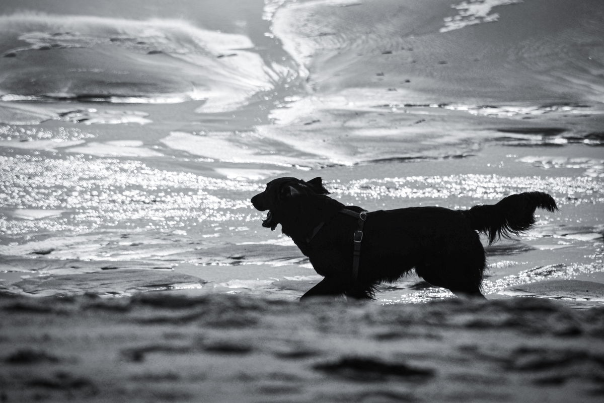 Flat Coated Retriever spielend in den Prielen am Meer auf Sylt