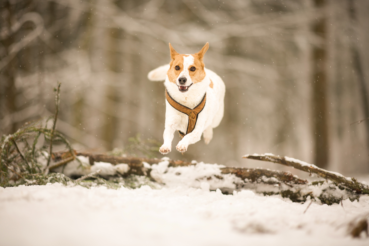 Terrier Mix Hndin beim Sprung ber Gest im Schnee