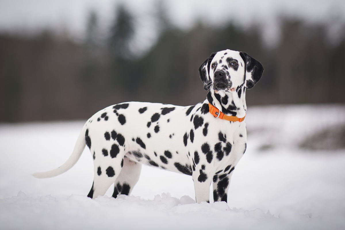 junge Dalmatiner Hndin im Schnee