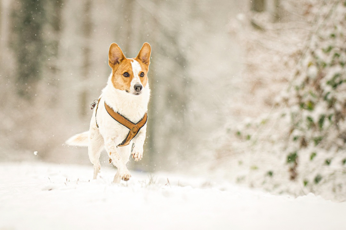 Terrier Mix Hndin in Schneelandschaft beim Rennen