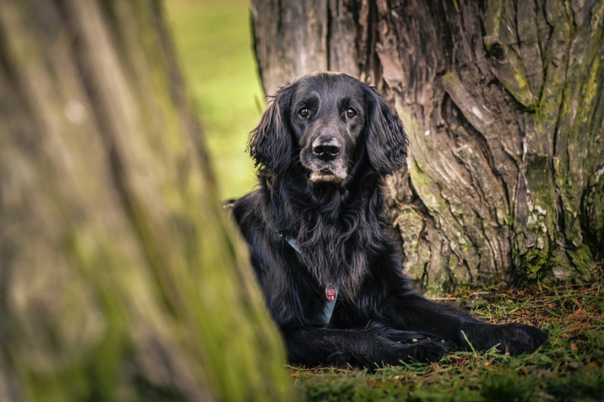 Flat Coated Retriever zwischen zwei groen Baumstmmen