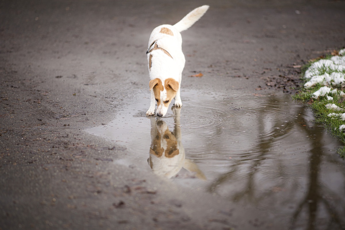 Hey Du, wer bist denn Du? Terrier Mix Hndin begrt ihr Spiegelbild in einer Pftze