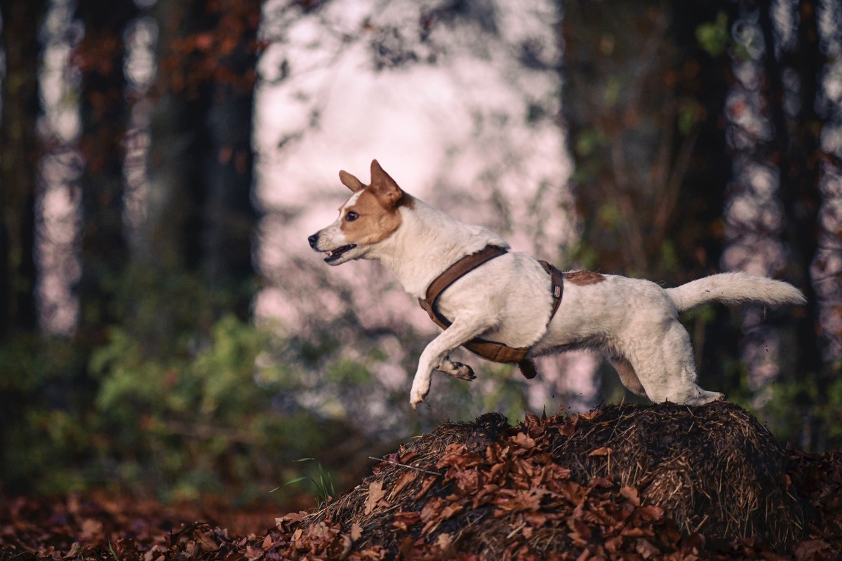 Terrier Mix Hndin beim Sprung im Herbstwald