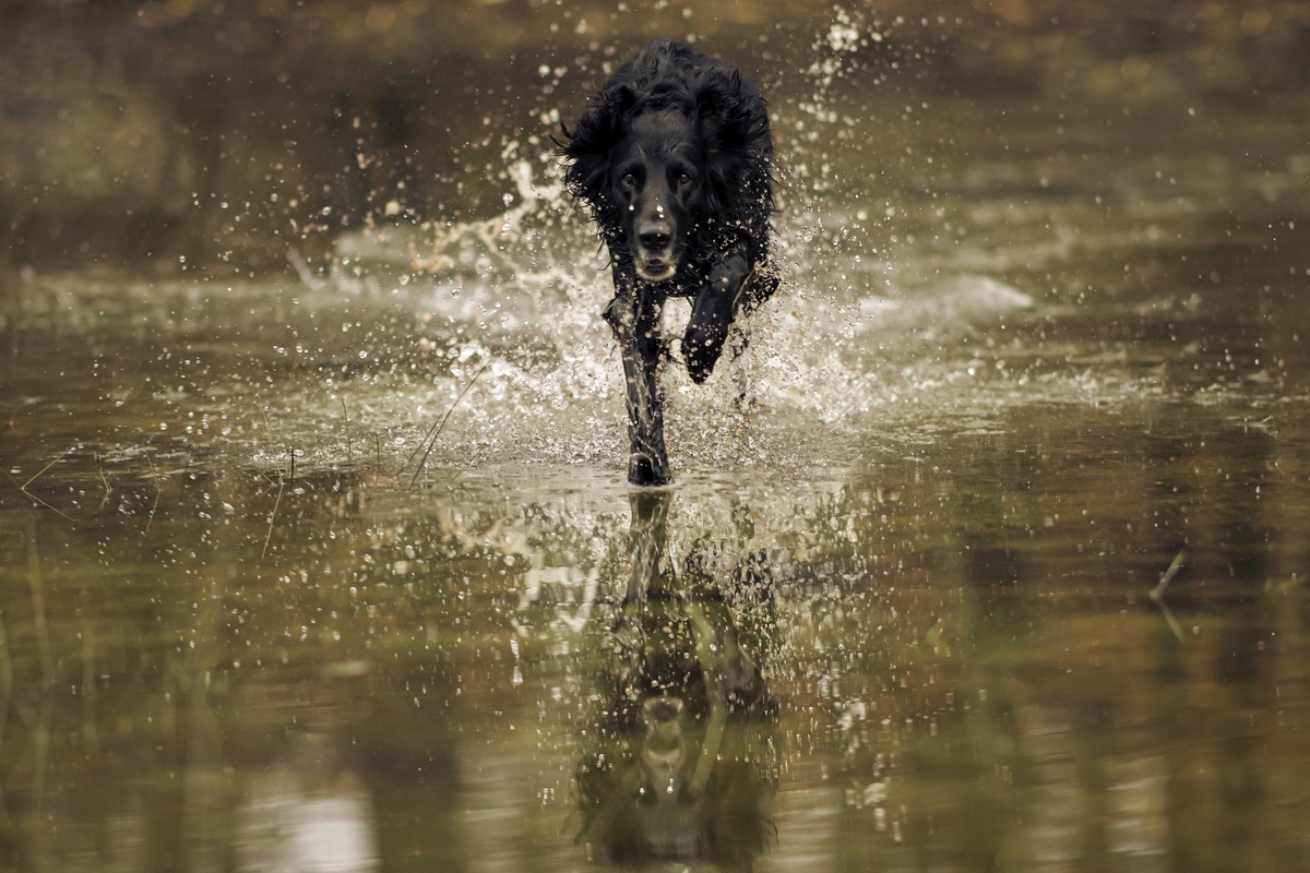 Flat Coated Retriever rennt durch Wasser mit Spiegelbild im Wasser und Wasserspritzer