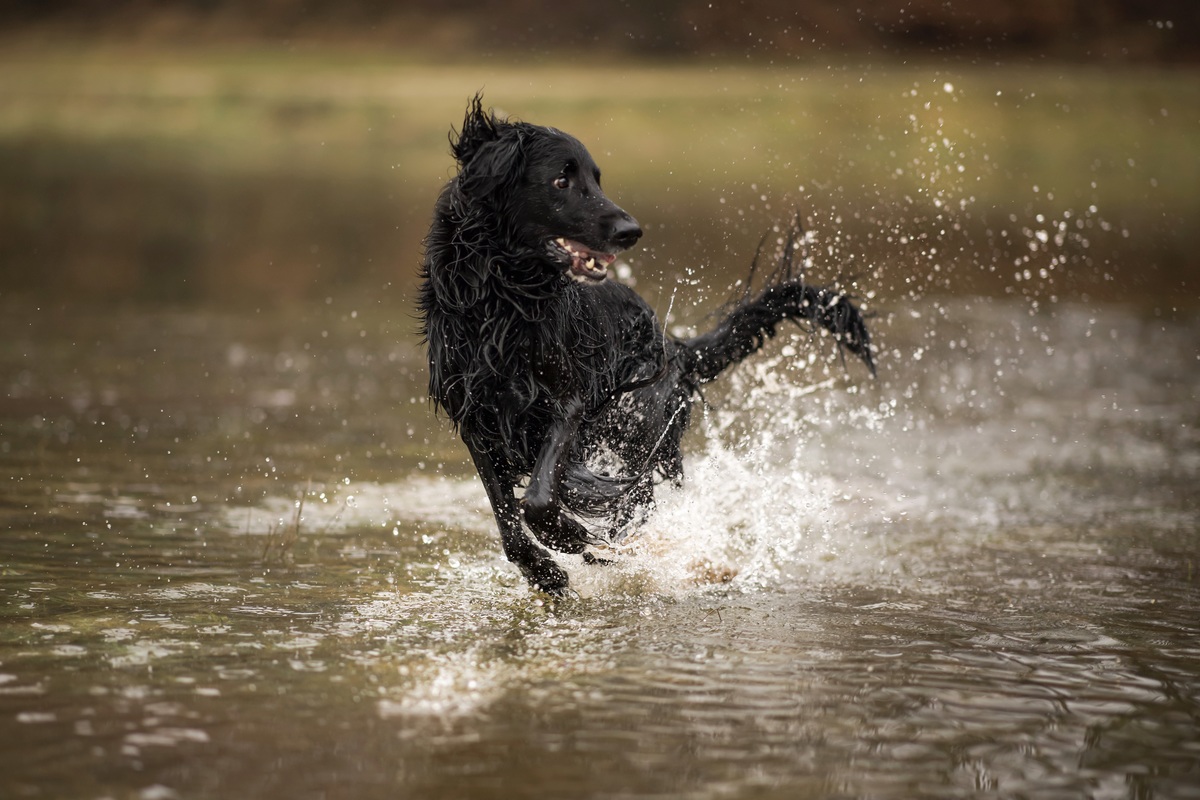 Flat Coated Retriever rennt durch Wasser mit so einer groen Freude und im Glcklichsein