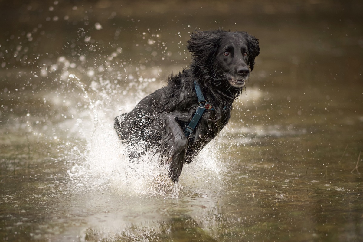 Flat Coated Retriever rennt durch Wasser mit so einer groen Freude und im Glcklichsein