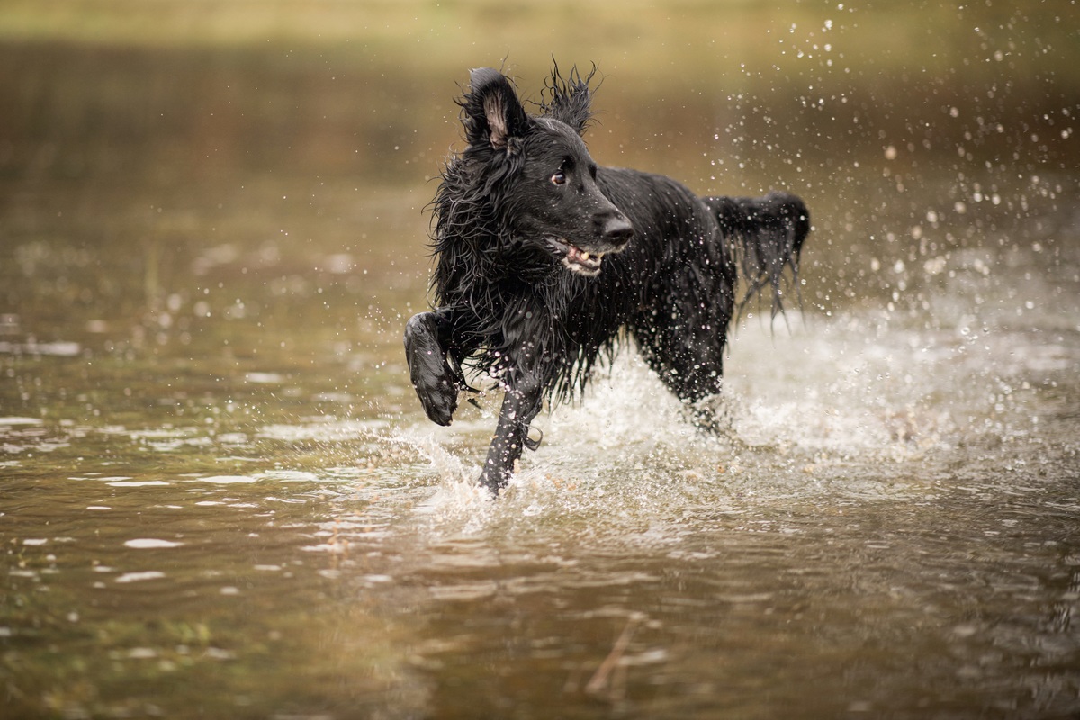 Flat Coated Retriever rennt mit Freude durchs Wasser