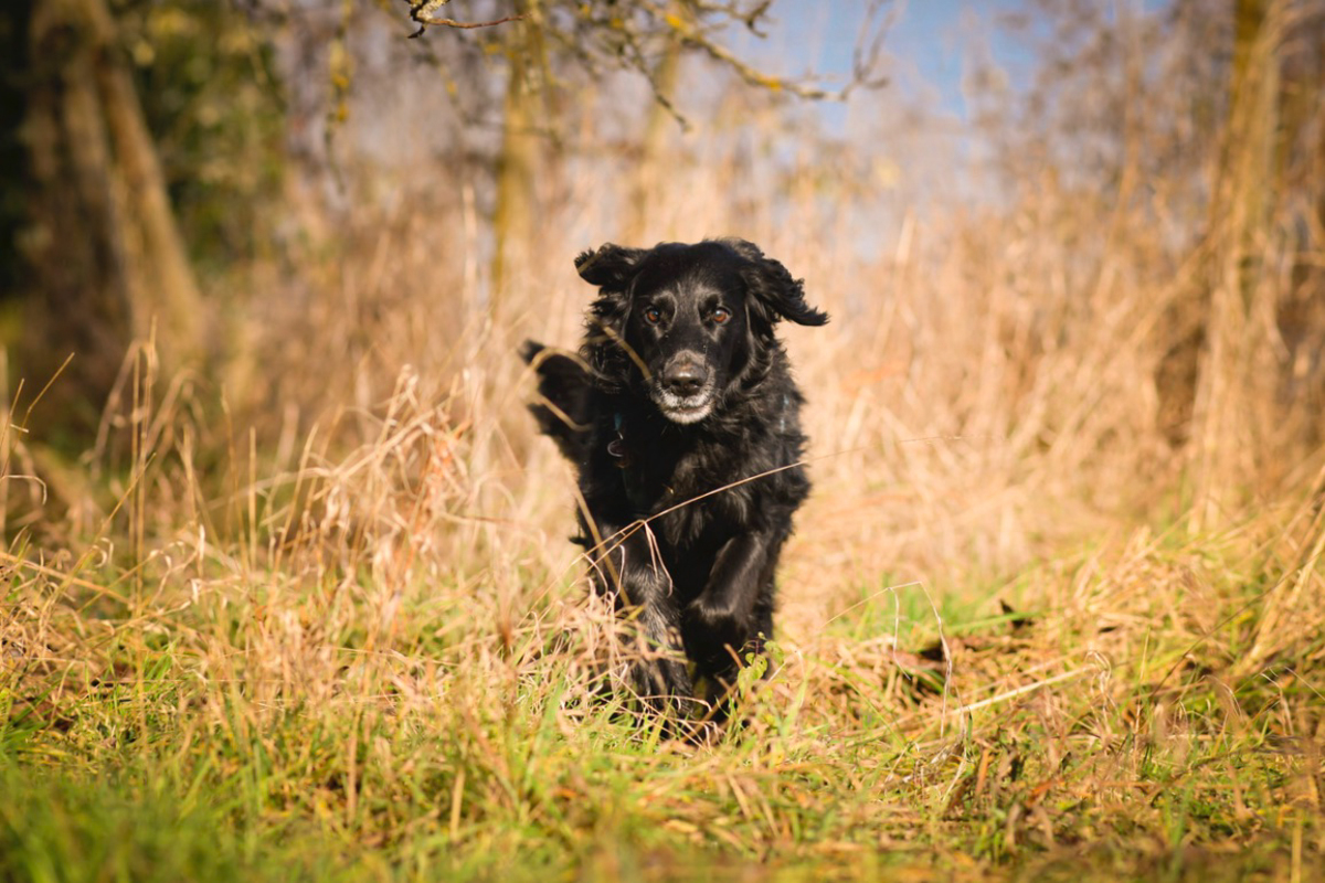 Flat Coated Retriever Rde frontal beim Toben auf der Wiese