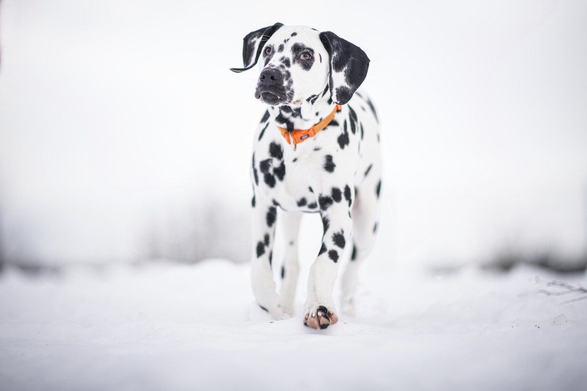 Dalmatiner Welpe Hndin im Schnee