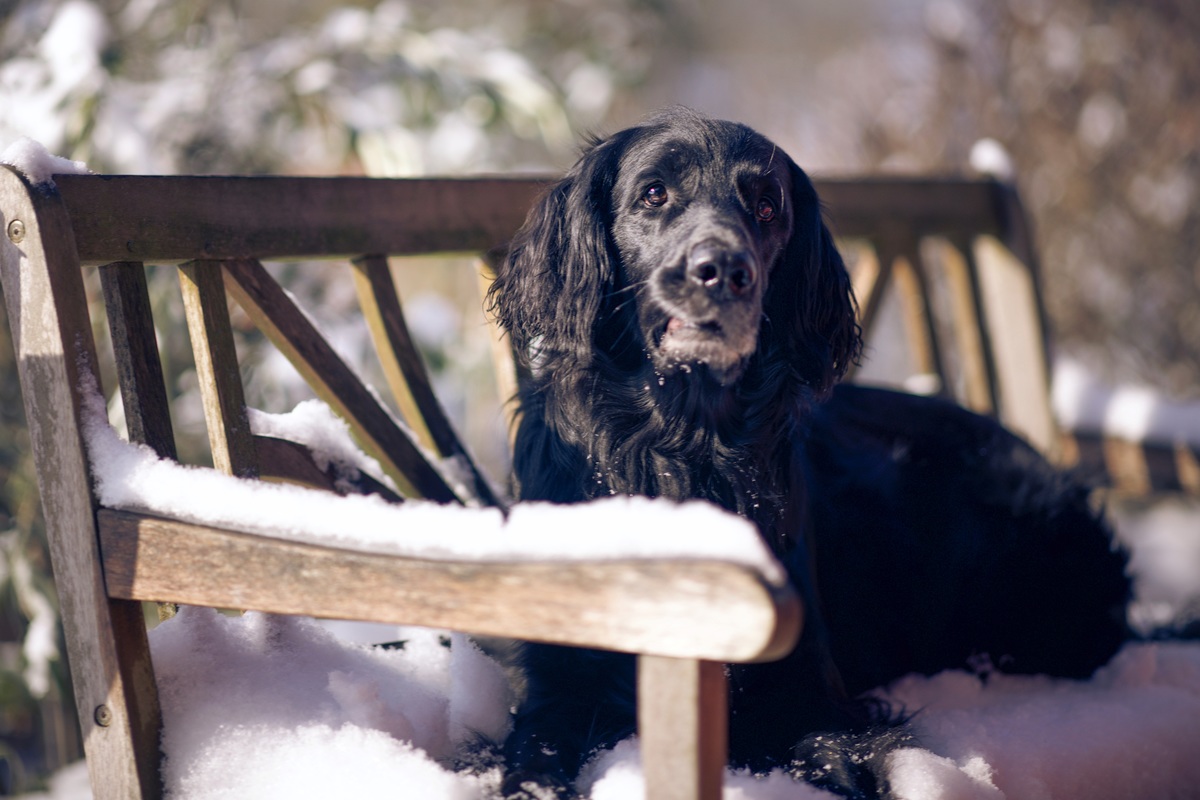 Flat Coated Retriever Rde liegend auf einer beschneiten Holzbank