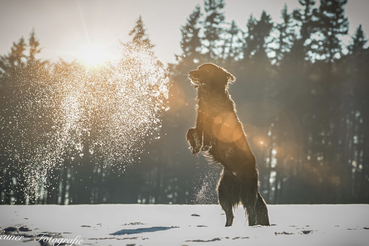 Flat Coated Retriever Rde steigt im Gegenlicht mit Schnee