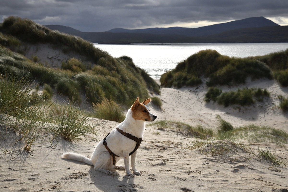 Fernweh - Terrier Mix Hndin in den Dnen von Balnakeil, Durness, Schottland