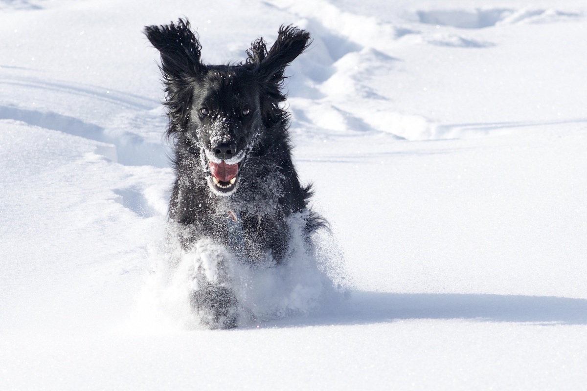 Flat Coated Retriever Rde rennt und springt mit wehenden Ohren durch eine tiefe Schneelandschaft