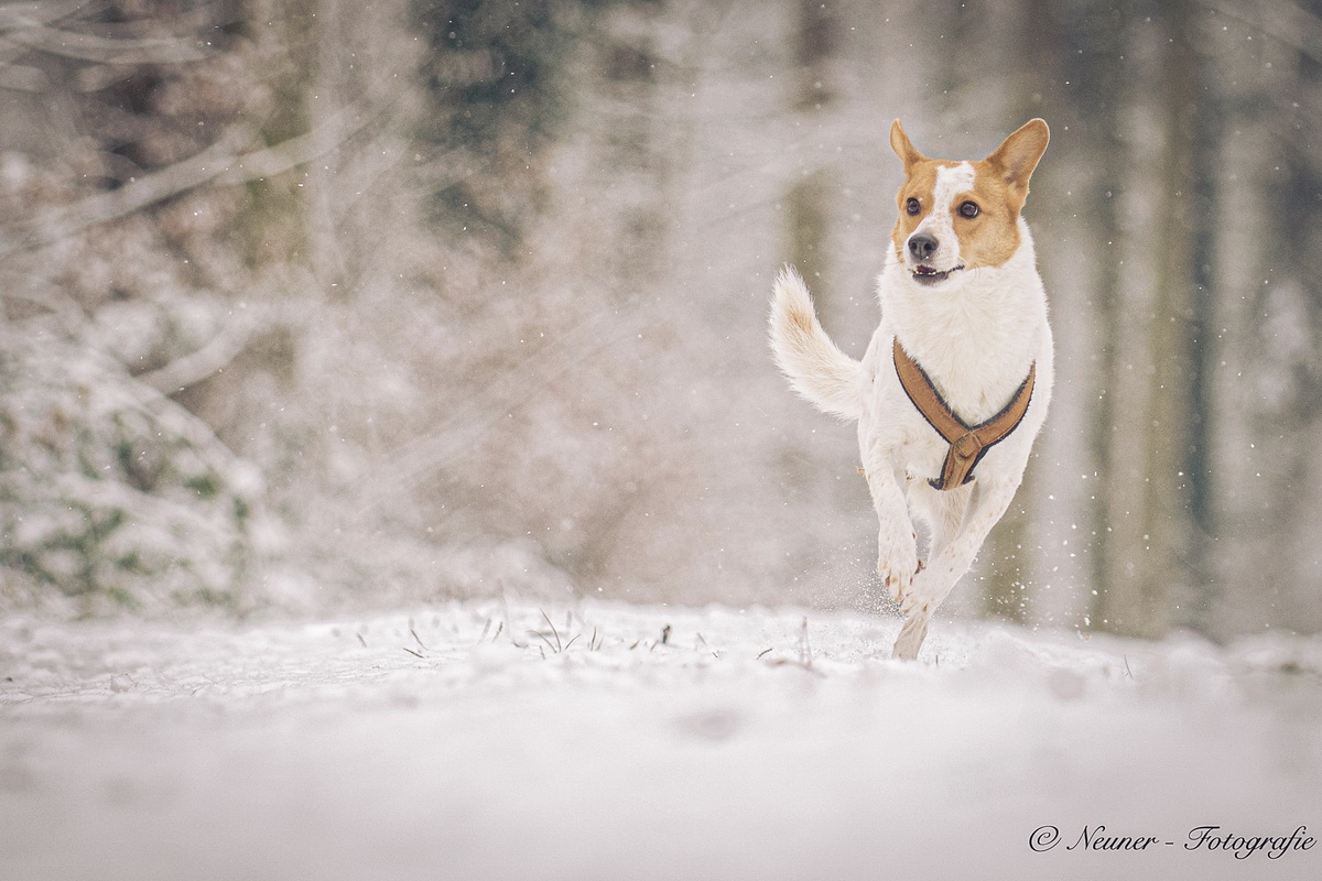 Terrier Mix Hndin rennt frhlich durch eine Schneelandschaft im Wald