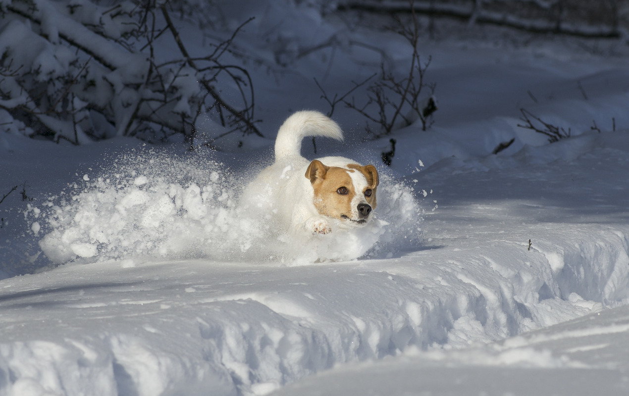 Terrier Mix Hndin rennt frhlich durch eine Schneelandschaft und sieht aus wie ein Schneepflug