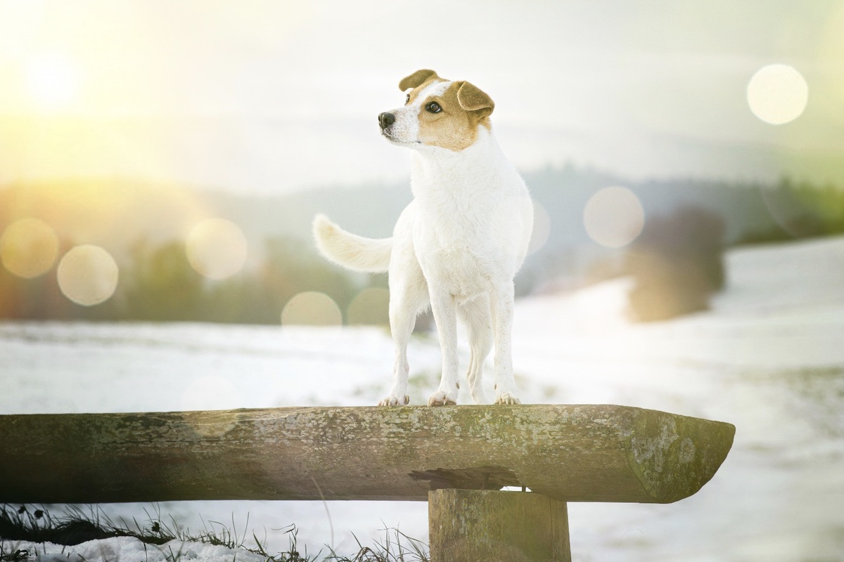 Terrier Mix Hndin auf Bank vor Schneelandschaft des Bodanrcks mit Bokeh Effekt