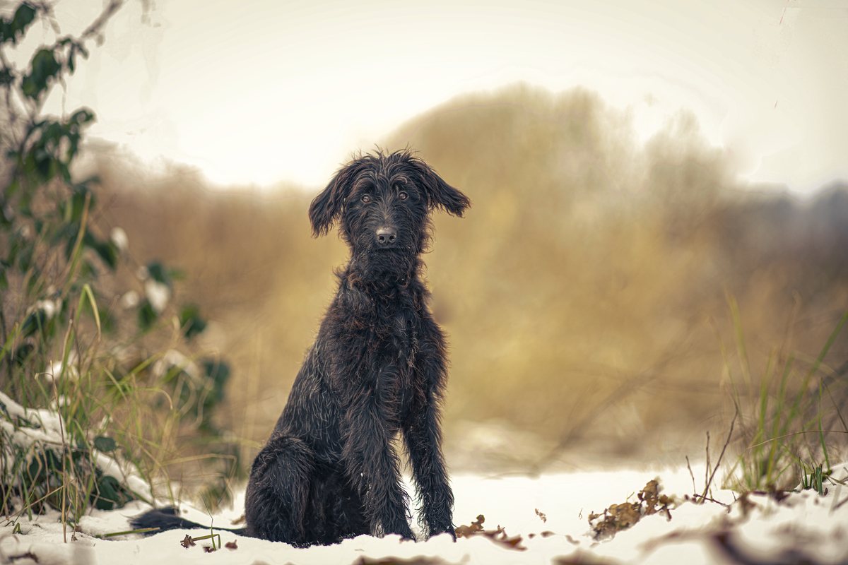 Schnauzer Pudel Mix Hndin vor zugefrorenem See auf dem Bodanrck