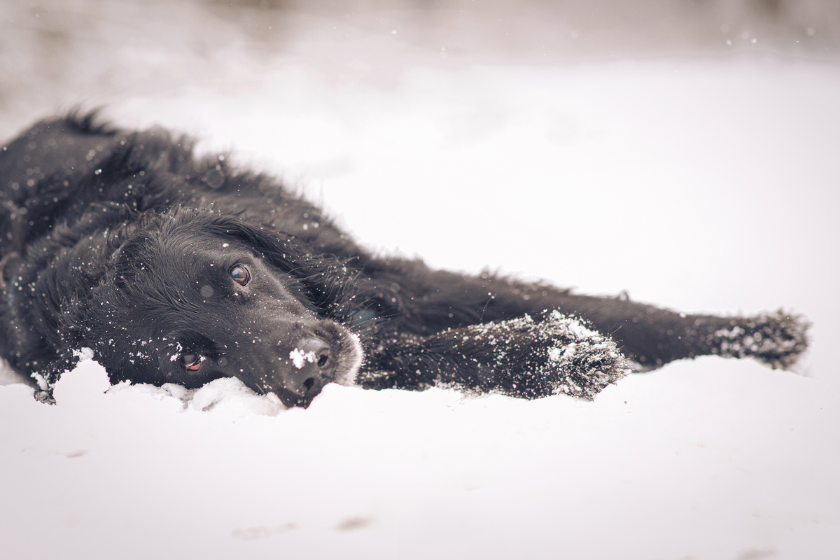 Flat Coated Retriever im Schnee liegend