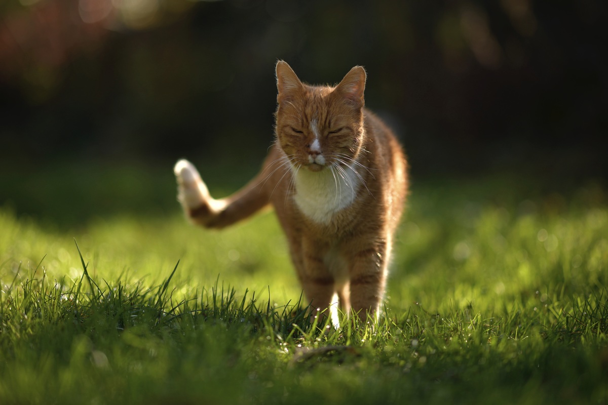 roter Kater im Garten