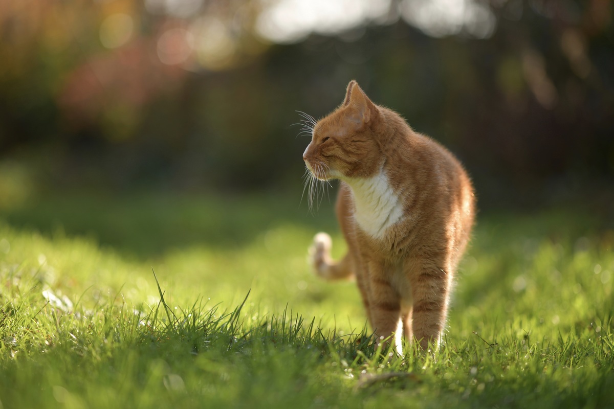 roter Kater im Garten