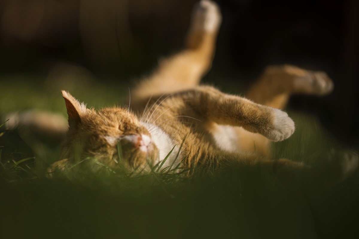 sich wlzender roter Kater im Garten