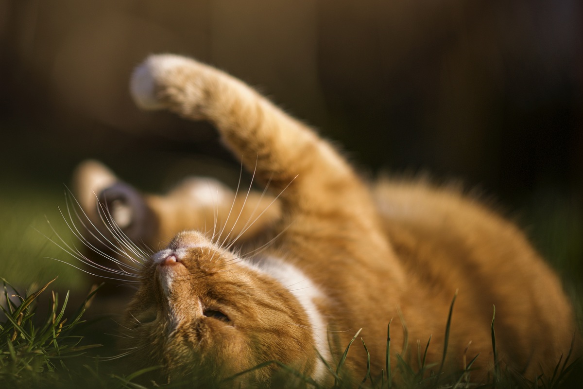 Frhlingssonne tut gut: Sich aalender roter Kater im Garten