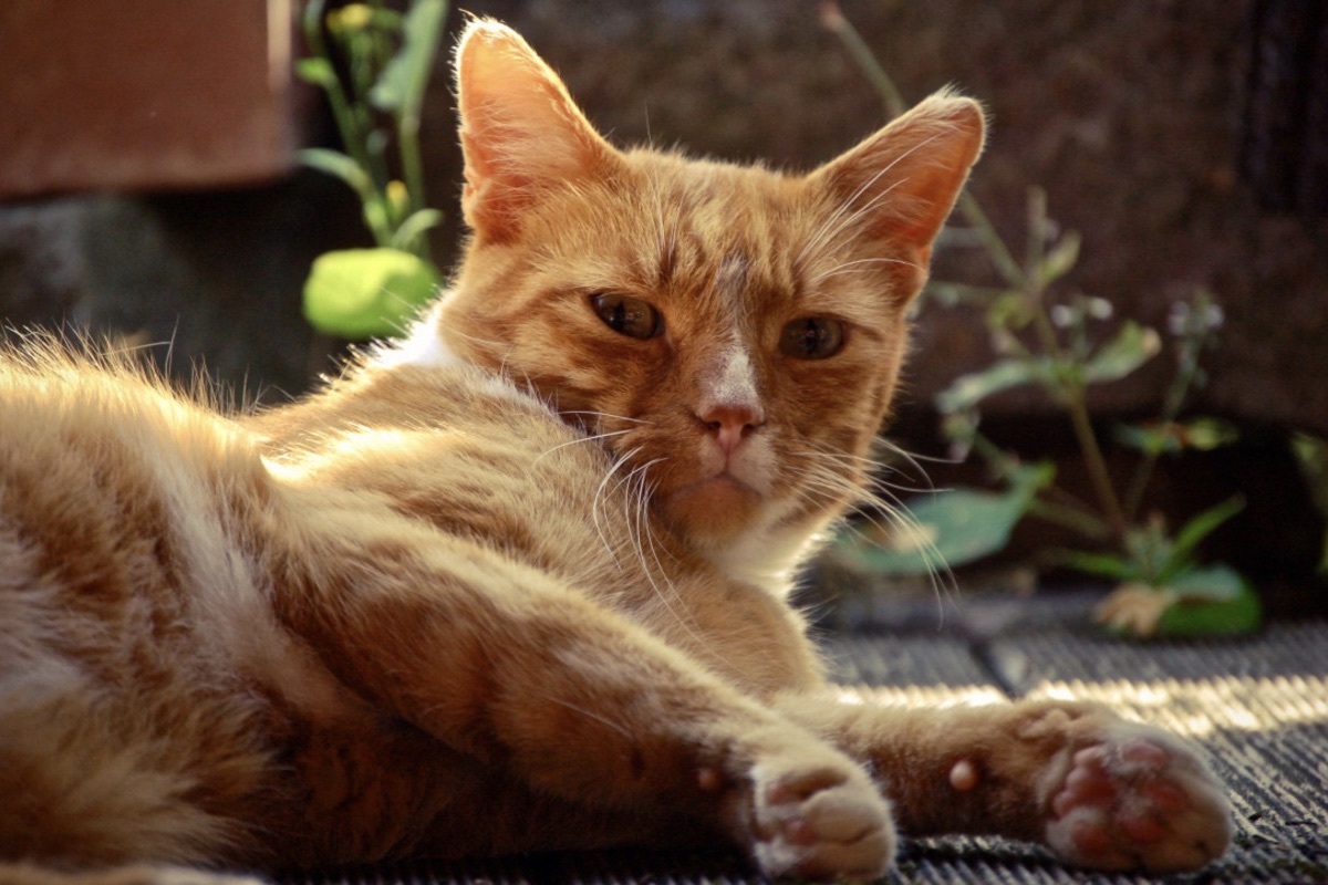 roter Kater auf der Terrasse