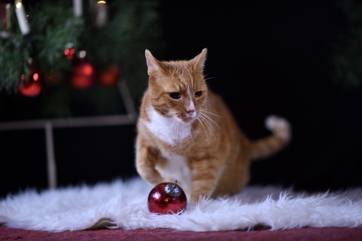 roter Kater unter dem Weihnachtsbaum mit roter Weihnachtsbaumkugel