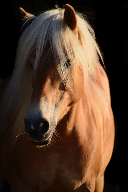 Haflinger Stute im Abendlicht