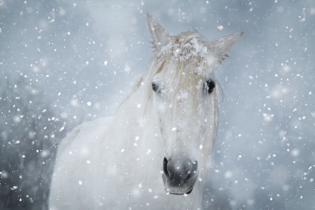 Portrait Cruzado Andalusier Araber Mix Schimmel Wallach im Schneegestber