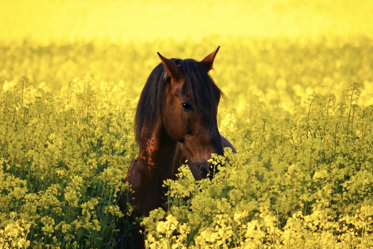 Hispano Wallach im Rapsfeld Andalusier Araber Mix