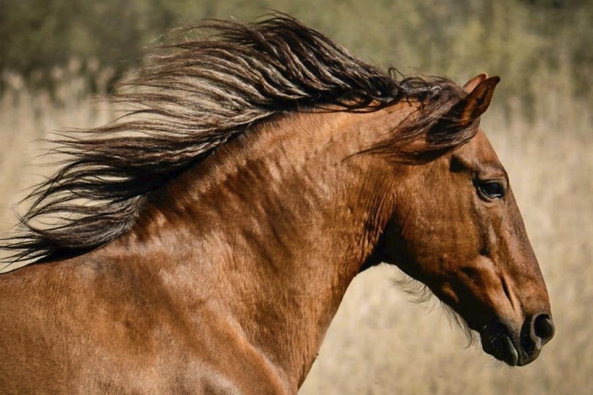 Hispano Wallach im Galopp mit fliegender Mhne Andalusier Araber Mix