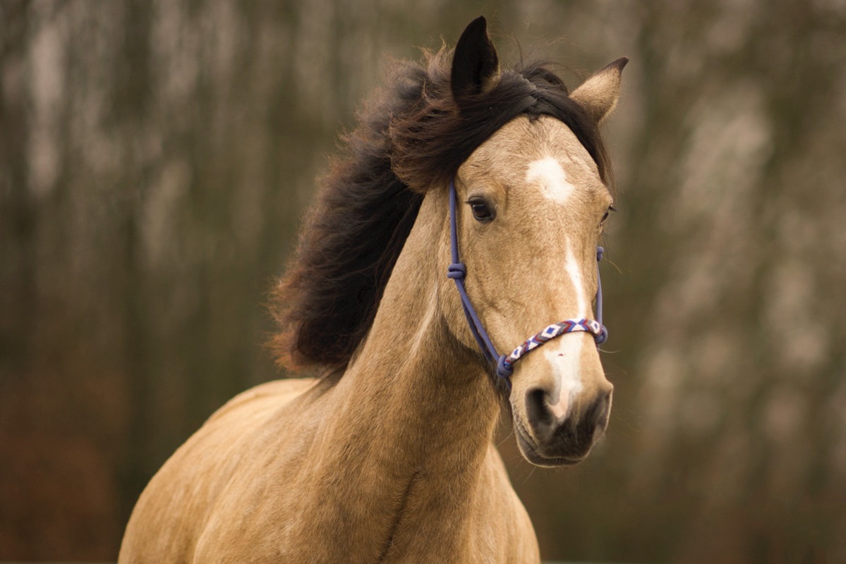 irisches Sportpferd im Galopp mit fliegender Mhne